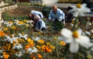 Osmangazi Belediyesi ilçeyi çiçek bahçesine çeviriyor